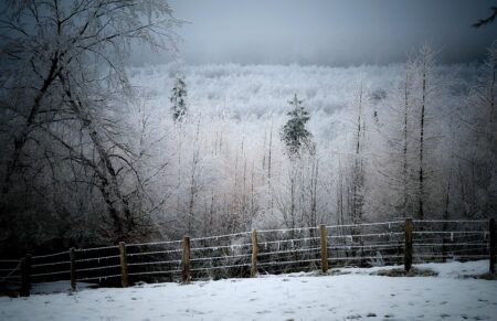 Why Belgium Is Rethinking Circumcision: What You Need to Know