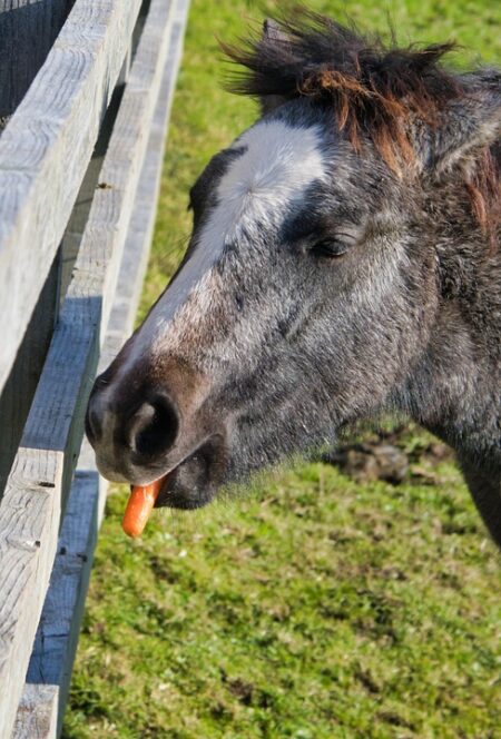 World Cup Play-Offs: Republic of Ireland Call Up Former England U19 Captain Harvey Vale