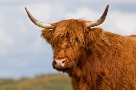 Denmark Considered Destroying Greenland Runways to Thwart US Invasion