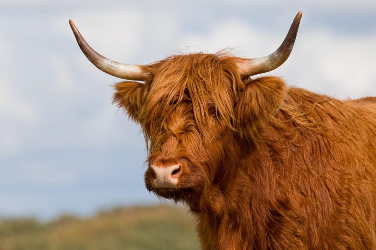 Denmark Considered Destroying Greenland Runways to Thwart US Invasion