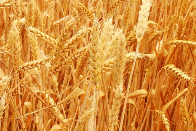 Discover Breathtaking Heights, Majestic Castles, and Historic Jewish Sites