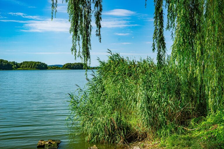 How Orban’s Rise to Power Took an Unexpected Turn in Hungary