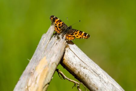 Renewable Energy Company Plans to Build the Baltics’ Largest Data Center in Estonia