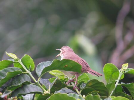 Welcoming the ACT 4 Children Delegation to Armenia: A Heartwarming Visit with the City of Smile Charitable Foundation