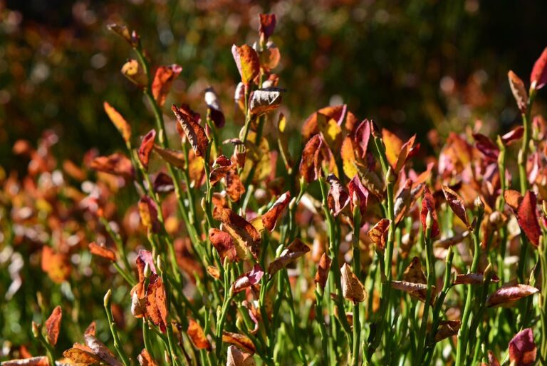 EU Extends Russian Sanctions Ahead of Deadline Amid Delays in New Measures