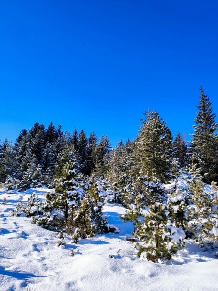 International Criminal Apprehended in South Alabama, Awaiting Extradition to Bosnia and Herzegovina