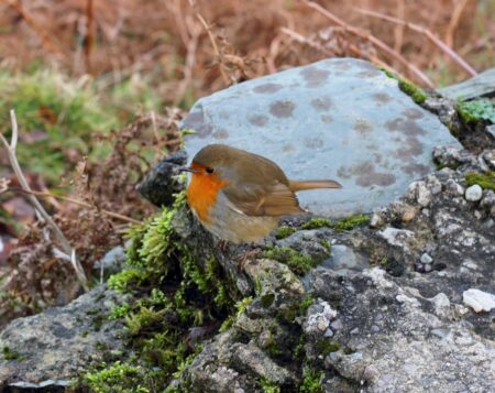 How Will the Energy Crisis Impact Ireland’s Economy?