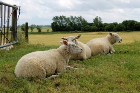 Ireland vs North Macedonia: Predicted Lineups and Key Team News