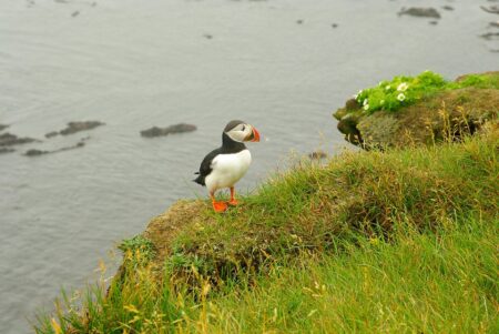 Organized pickpocket rings active again at Þingvellir and Gullfoss – Iceland Monitor