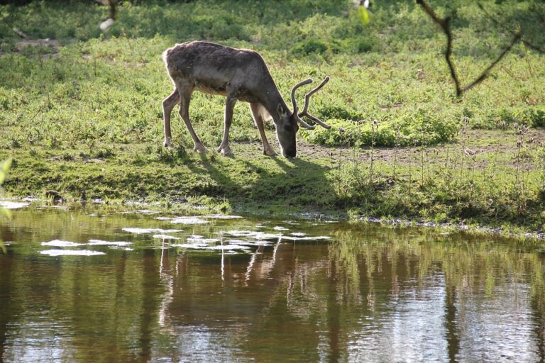 Why Denmark’s “Pig Election” Holds the Key to Cleaner Water Worldwide ¤