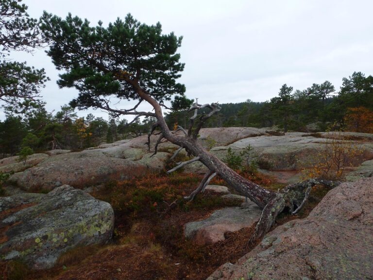 Inside Sweden’s Rise as Europe’s Most Thriving Startup Hub ¤