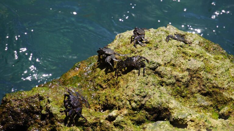 Portugal to get long-range radar system to strengthen air defences – Portugal Resident ¤