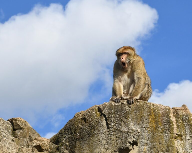5 Must-Read Analyst Questions From Gibraltar’s Q2 Earnings Call – Yahoo Finance ¤